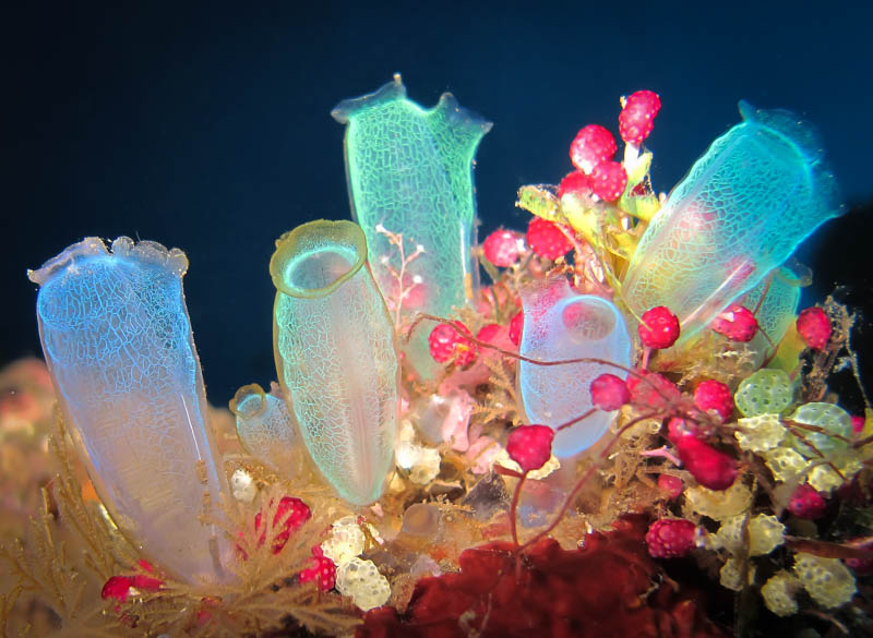 Multi colored sea squirts