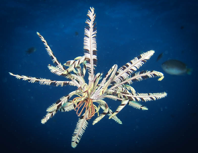Swimming brittle star