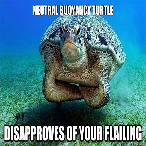 Turtle telling off divers