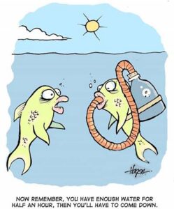 Fish goes to explore land