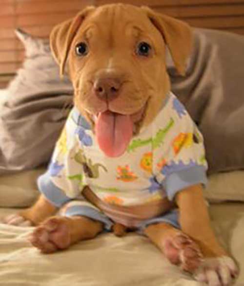 Cute puppy in pyjamas