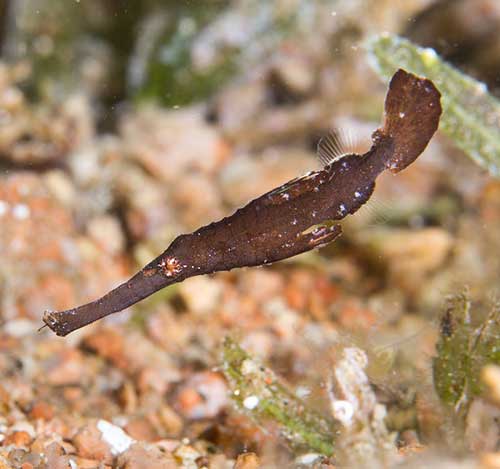 small robust pipefish - brown