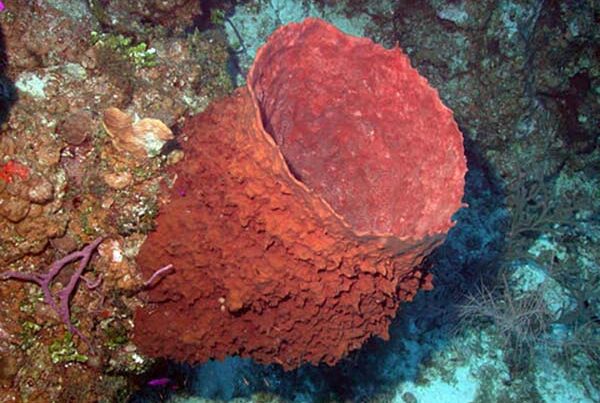 Picture of a barrel sponge