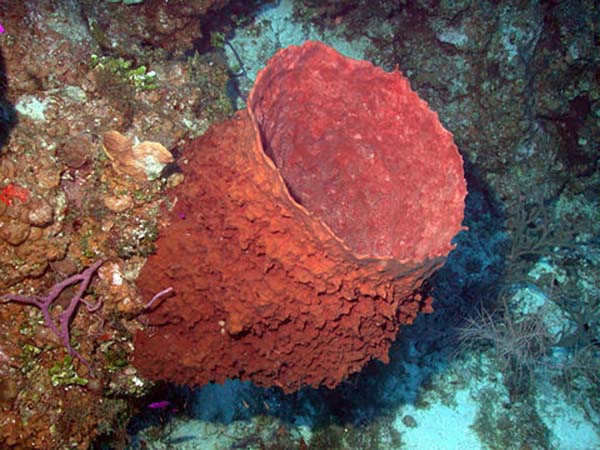 Picture of a barrel sponge
