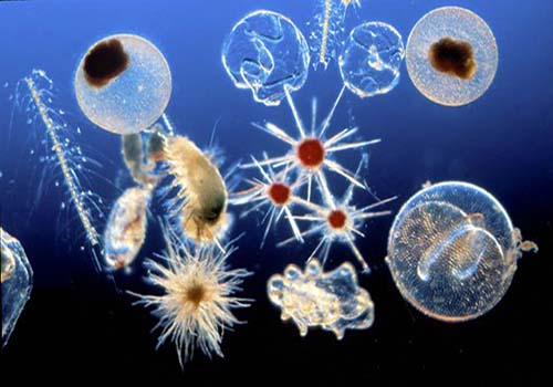 close up of different plankton