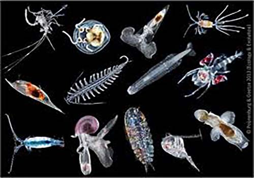 Magnified Zooplankton
