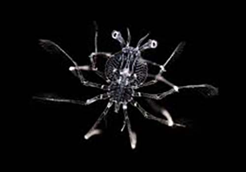 Close up of a Spiny Lobster Larva