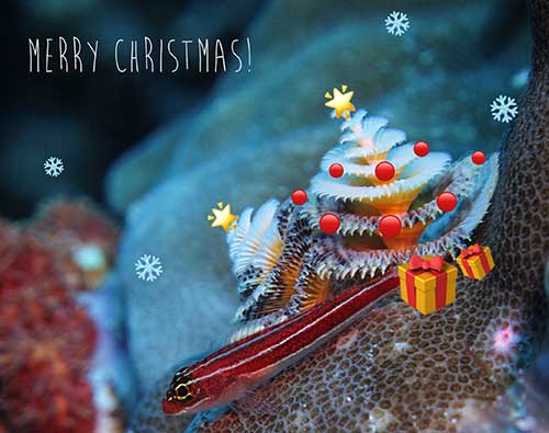 Decorated Christmas Tree Worm