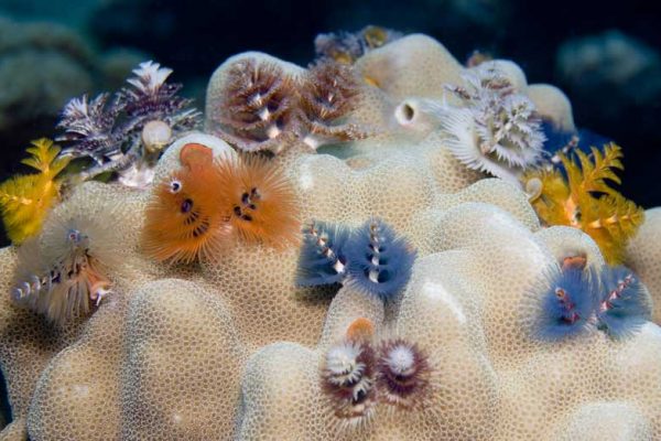 various colours of worm