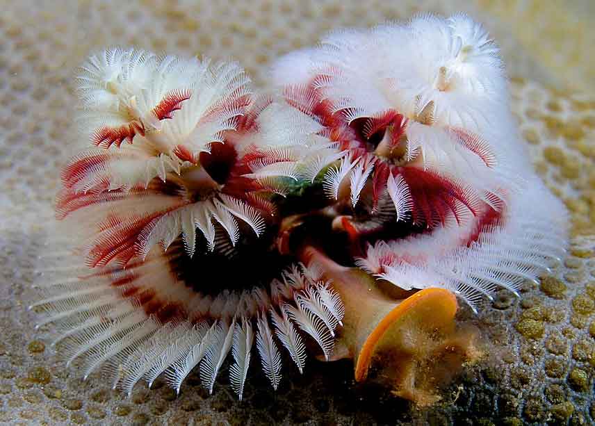 Red and White Christmas Tree Worm