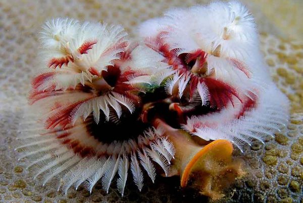 Red and White Christmas Tree Worm