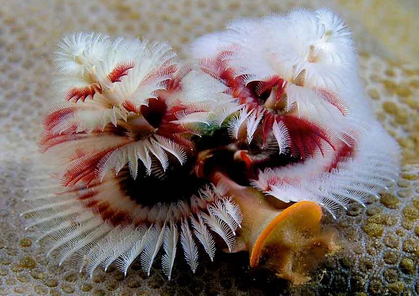 Red and White Christmas Tree Worm