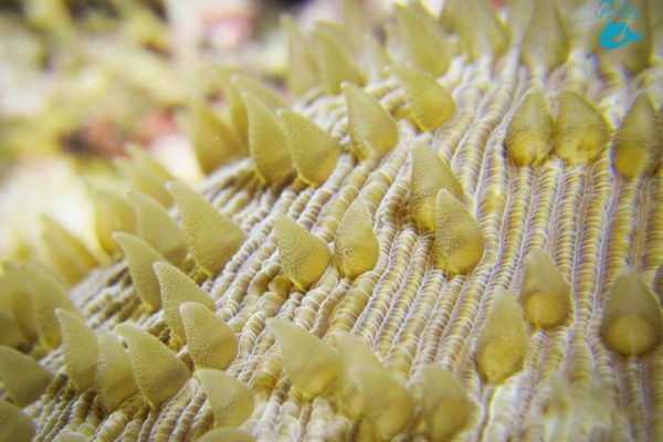 Close up of slipper coral