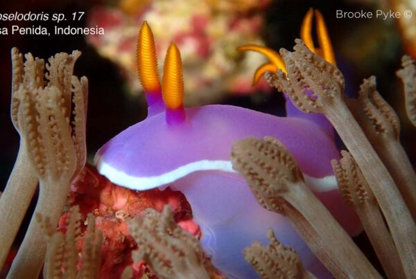 Beautiful purple nudi closeup
