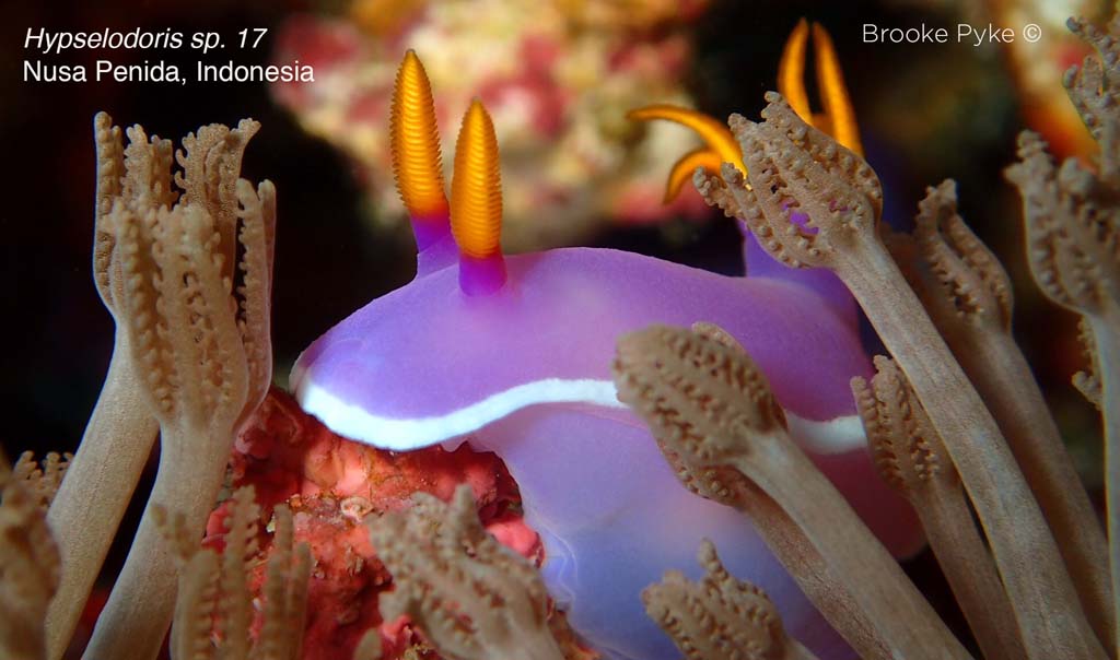 Beautiful purple nudi closeup