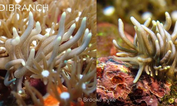 close up of a spaghetti nudi