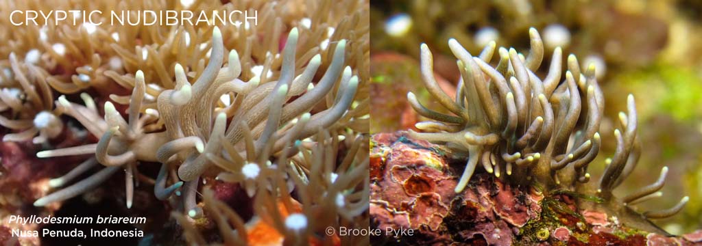 close up of a spaghetti nudi