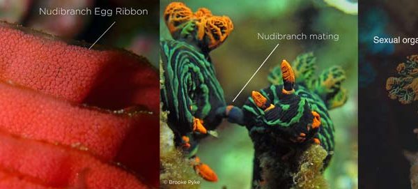 nudibranch eggs and reproductive organs