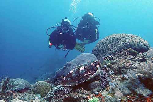 Divers with a hawksbill turtle