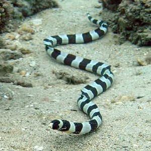 Picture of a snake eel