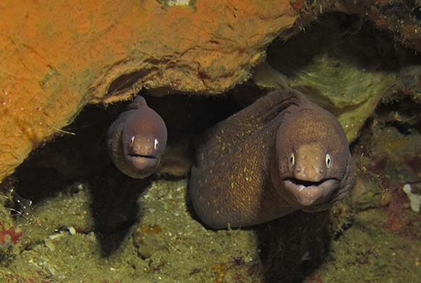 pair of moray eels in a crevice