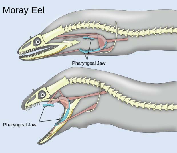 Diagram of eel jaws