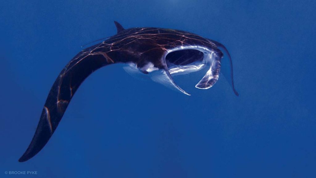 Majestic Sea Flap Flaps Siren Diving Lembongan