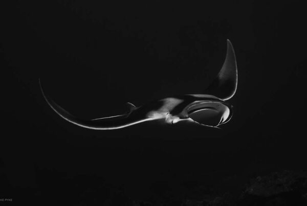black and white manta photo