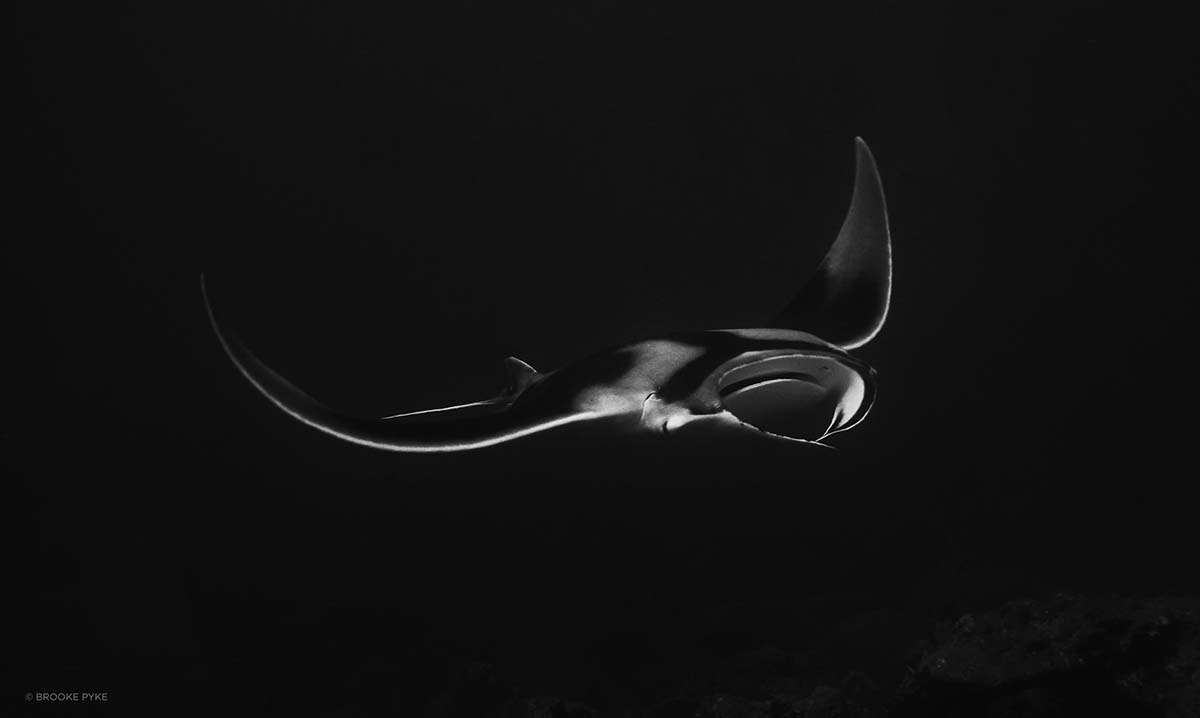 black and white manta photo