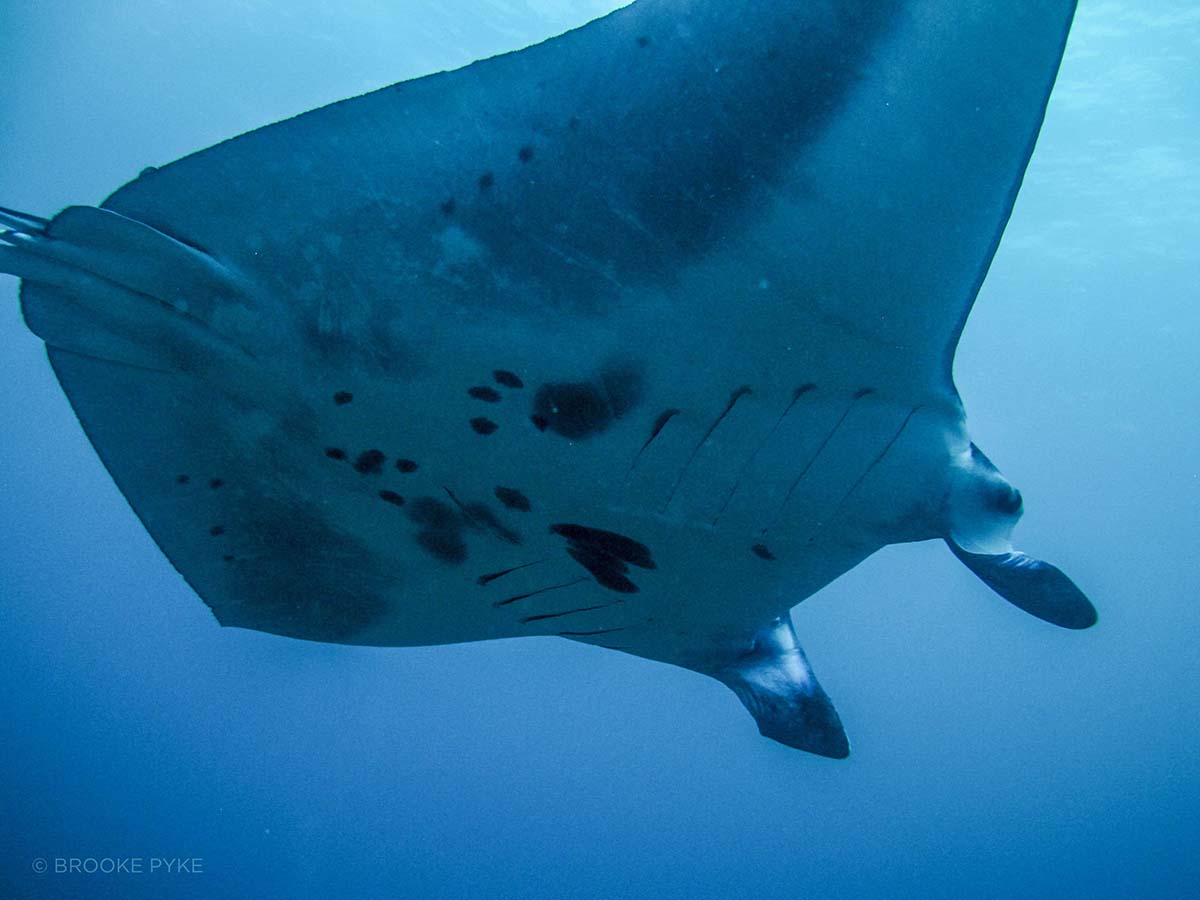 How to identify a Manta