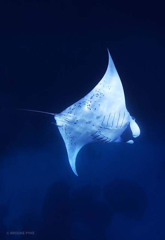 Manta underside