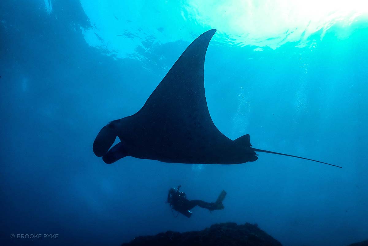Manta ray and a diver