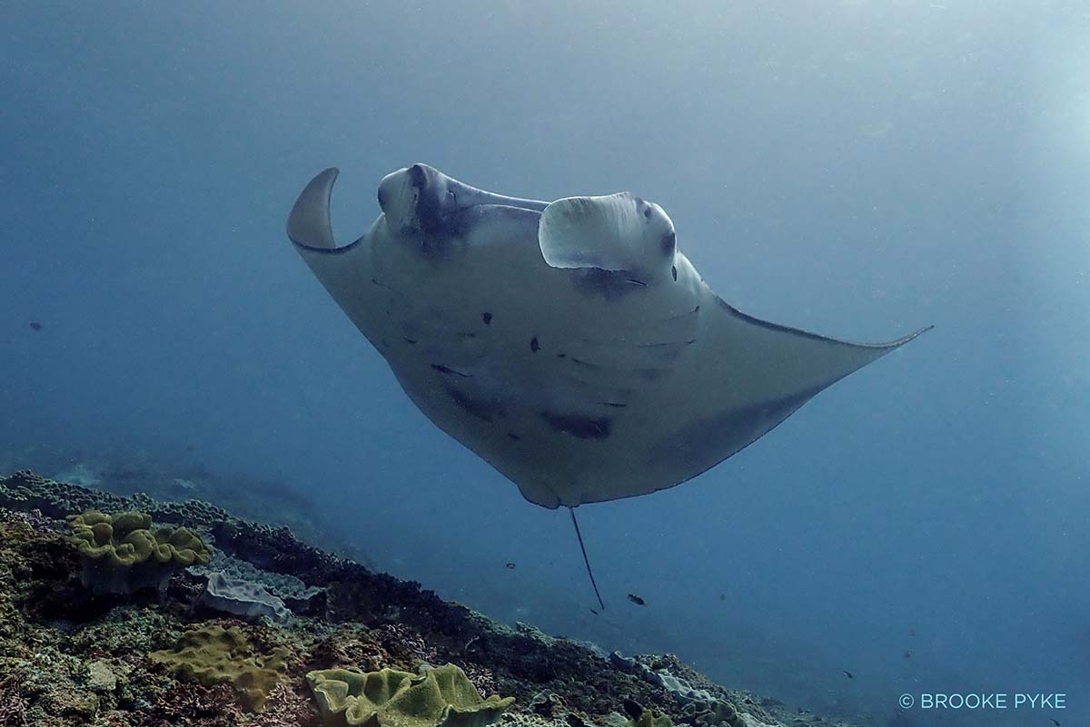 Manta Ray cleaning