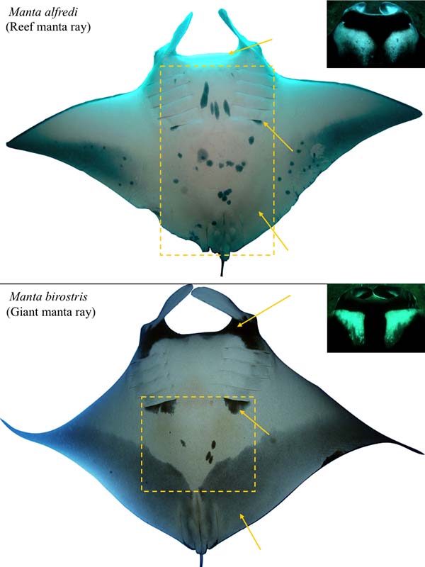 Graphic showing species differences