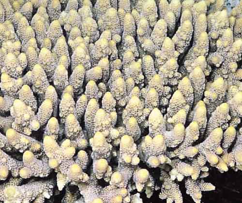 Acropora Coral