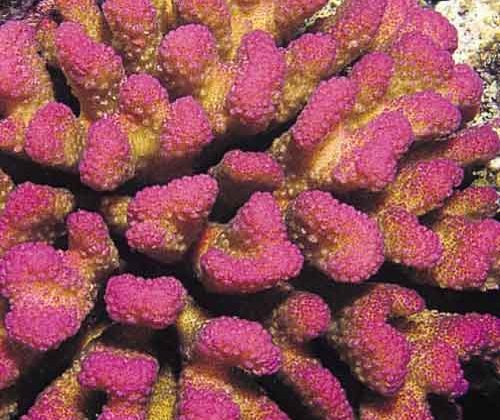 Pink Pocillopora coral