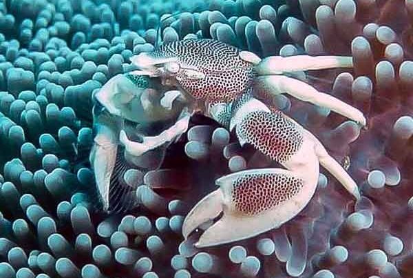 Close up of a porcelain crab