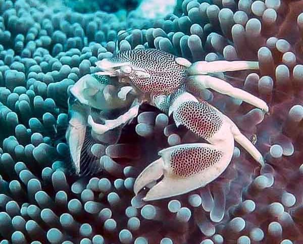 Close up of a porcelain crab