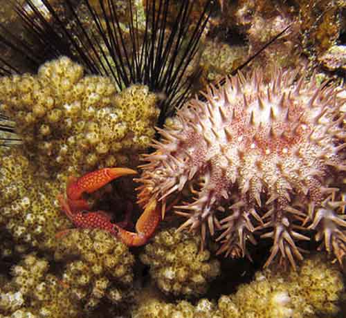 Crab fending off sea star