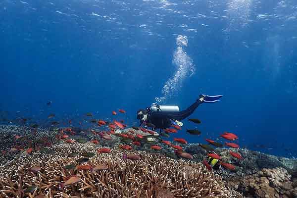 Diver with reef fish