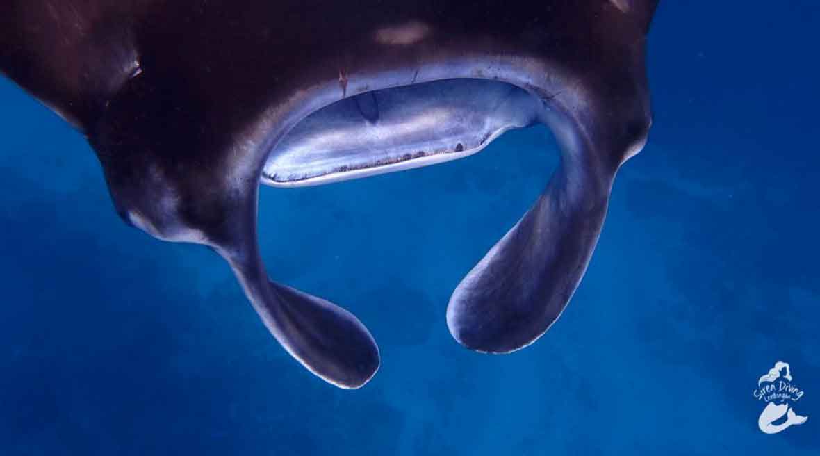 Manta with mouth agape