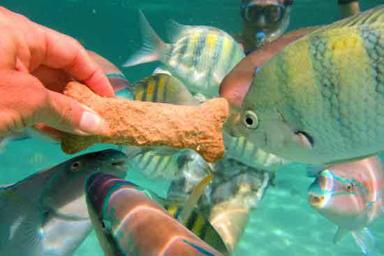 fish feeding in St Thomas