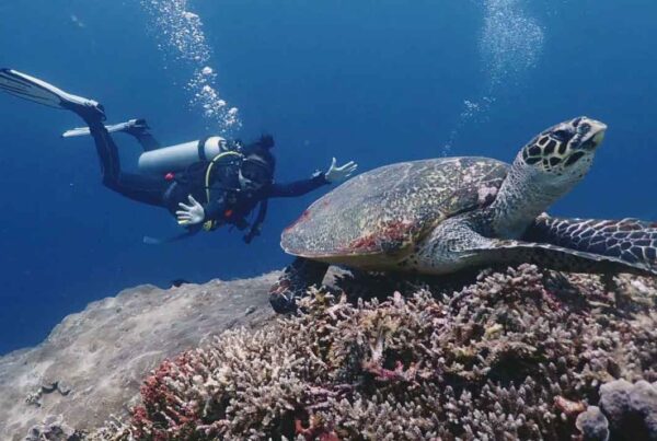 Diver and turtle