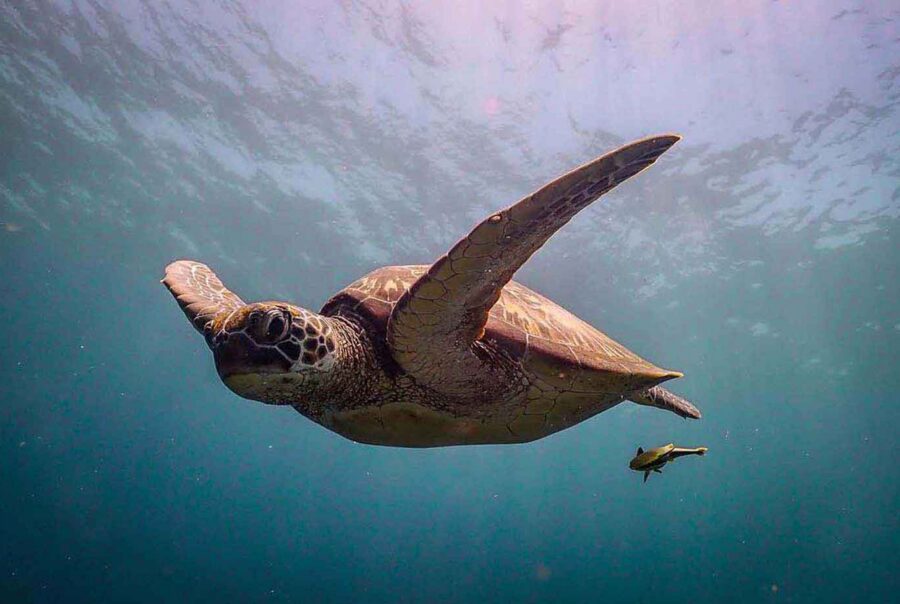 A turtle being followed by a remora