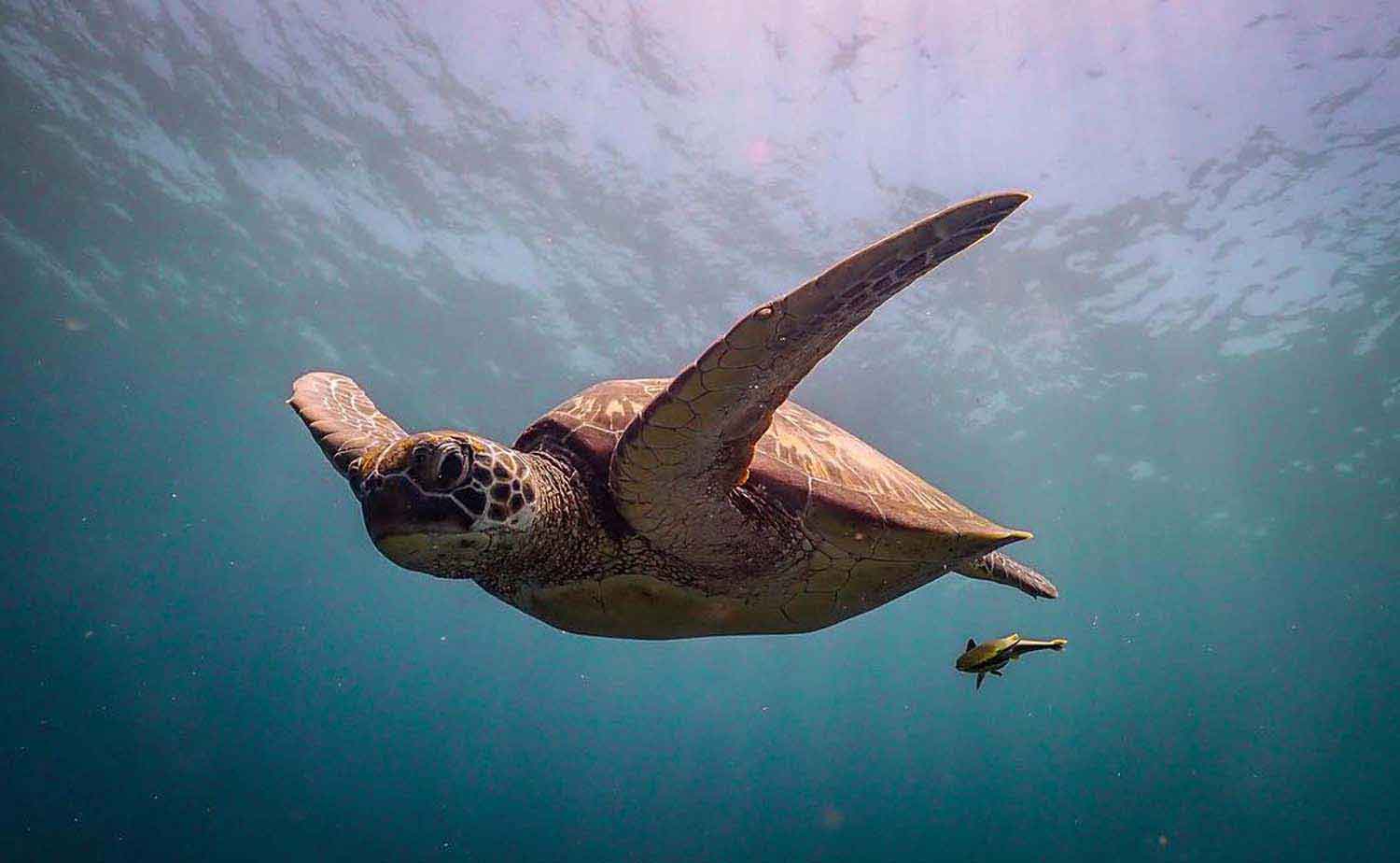 A turtle being followed by a remora