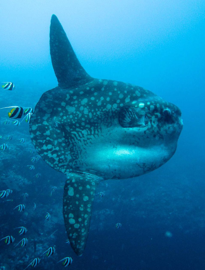 A mola Alexandrini being cleaned in Lembongan