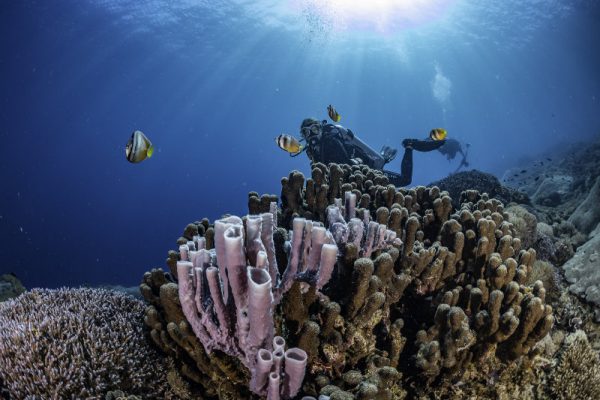 Diver swimming past pipe corals