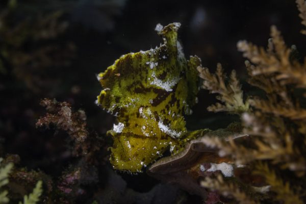 A yellow leaf scorpionfish