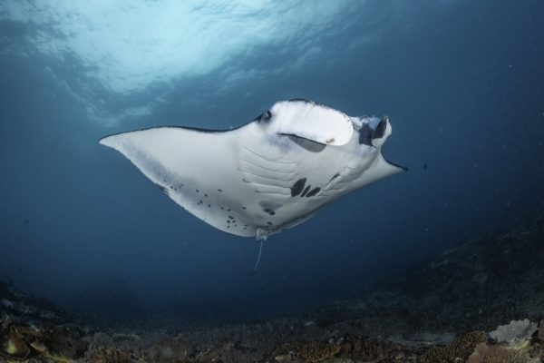 Underbelly of a manta ray