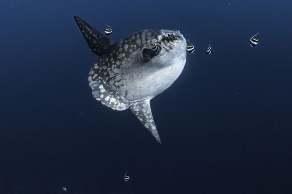 mola feeding